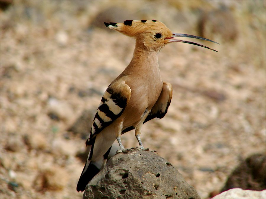 Bird Watching Tours in Jordan